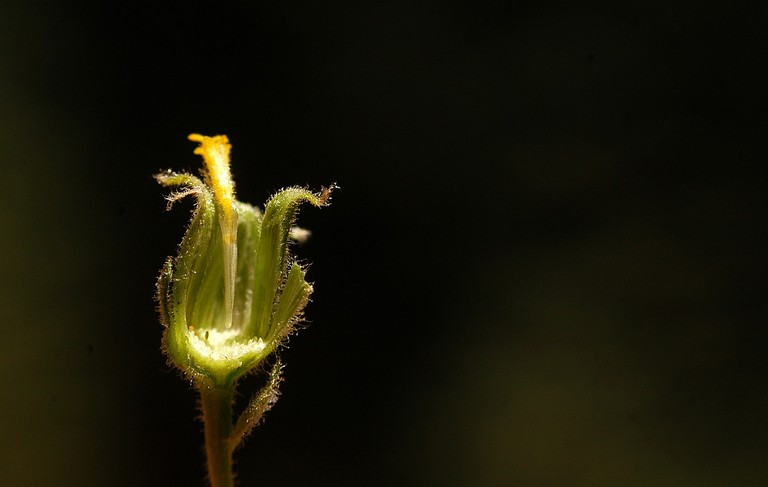Hulsea brevifolia