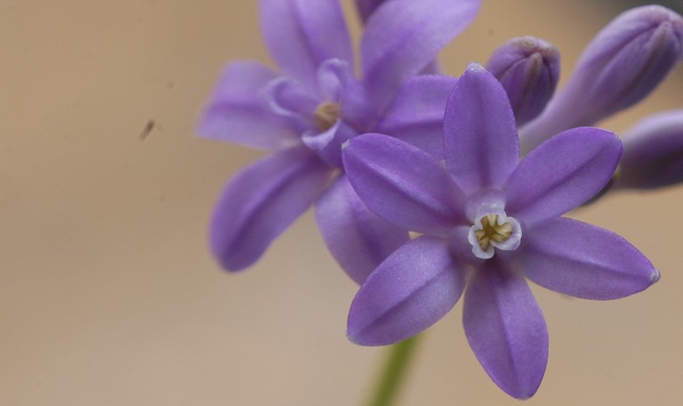 Dichelostemma multiflorum