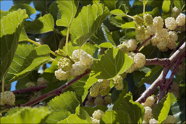 Morus alba
