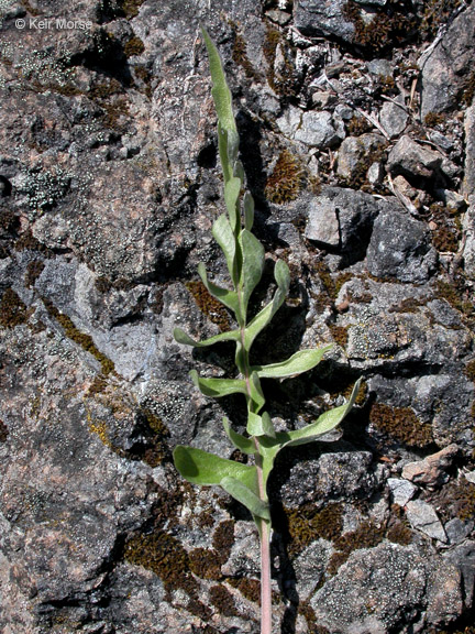 Balsamorhiza sericea