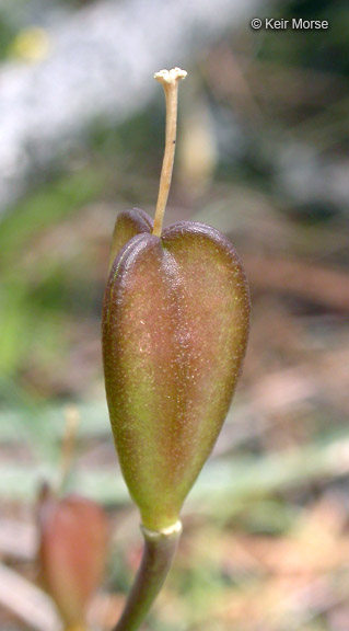 Erythronium howellii