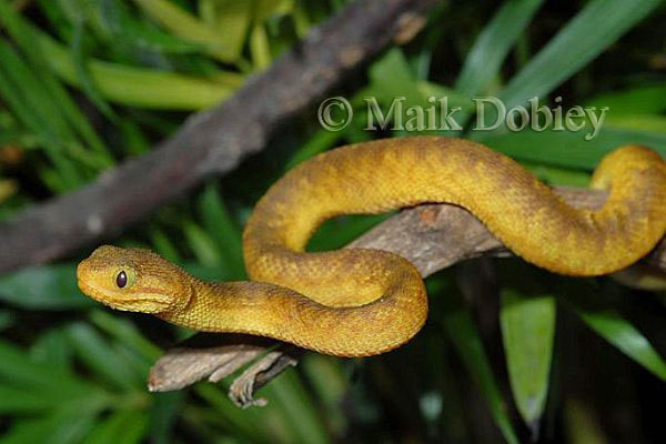 Atheris chlorechis (Pel, 1851), Badou. Photo by G. Segniagbeto.