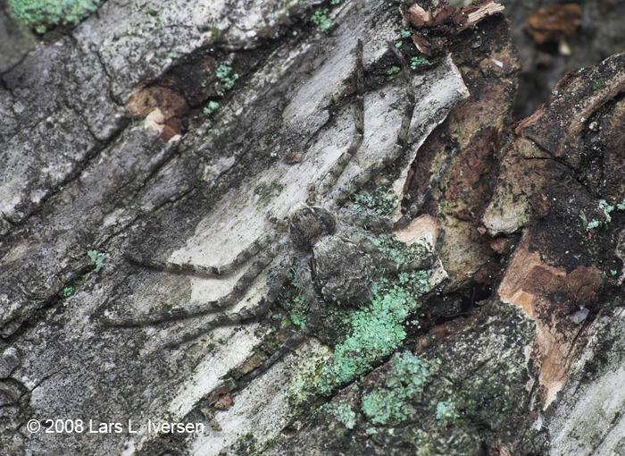 Philodromus margaritatus