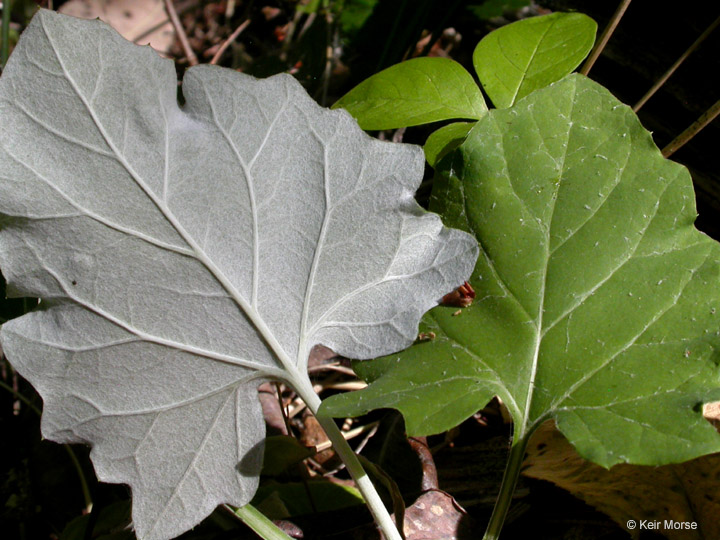 Adenocaulon bicolor