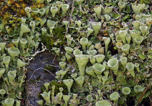 Cladonia chlorophaea Cladonia chlorophaea