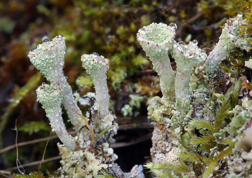 Cladonia chlorophaea