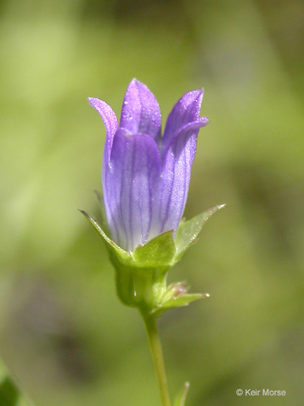 Heterocodon rariflorum