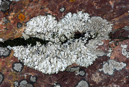 Physcia phaea Physcia phaea