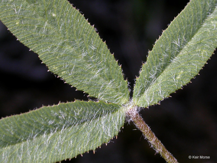 Trifolium eriocephalum