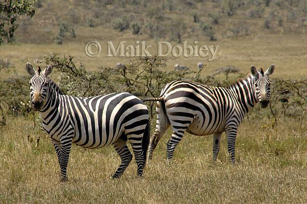 Equus quagga boehmi