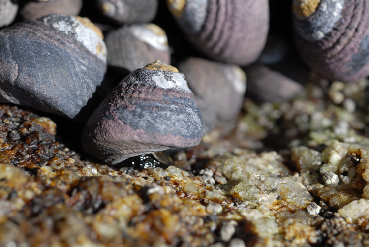 Chlorostoma funebralis