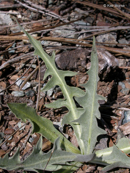 Crepis pleurocarpa