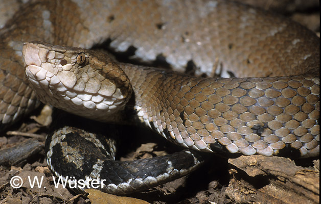 Bothrocophias microphthalmus