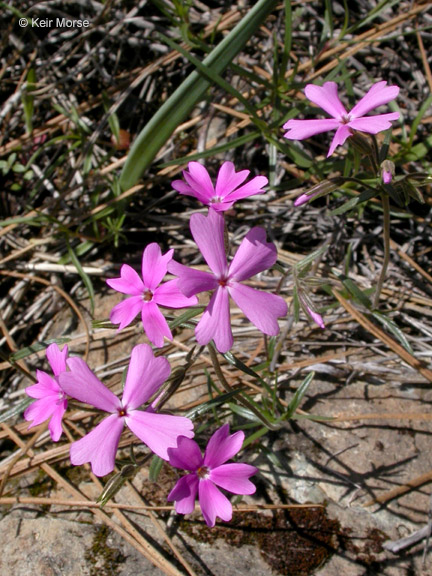 Phlox speciosa ssp. occidentalis