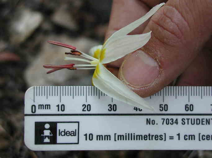 Erythronium citrinum var. roderickii Erythronium citrinum var. roderickii
