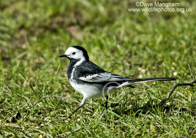 Motacilla alba yarrelli