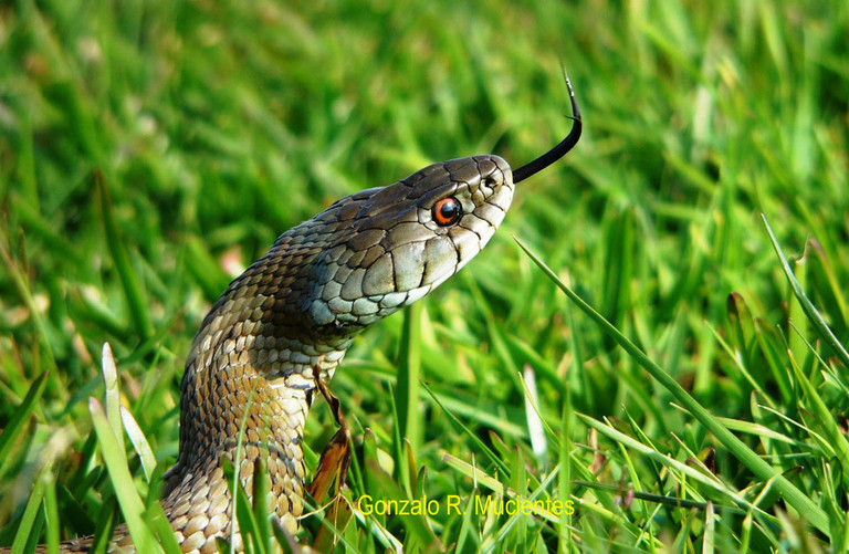 Natrix natrix Natrix natrix