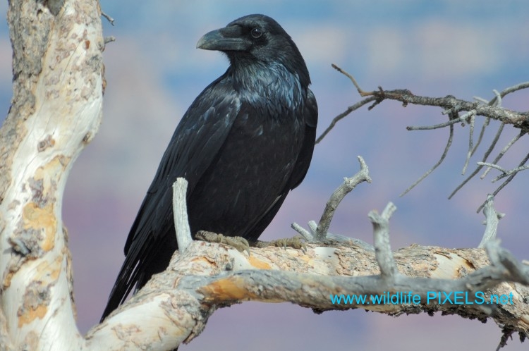 Corvus corax Corvus corax