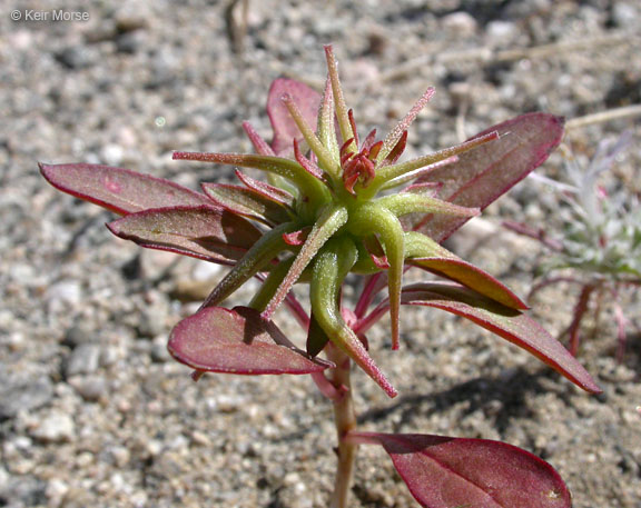 Camissonia boothii ssp. desertorum
