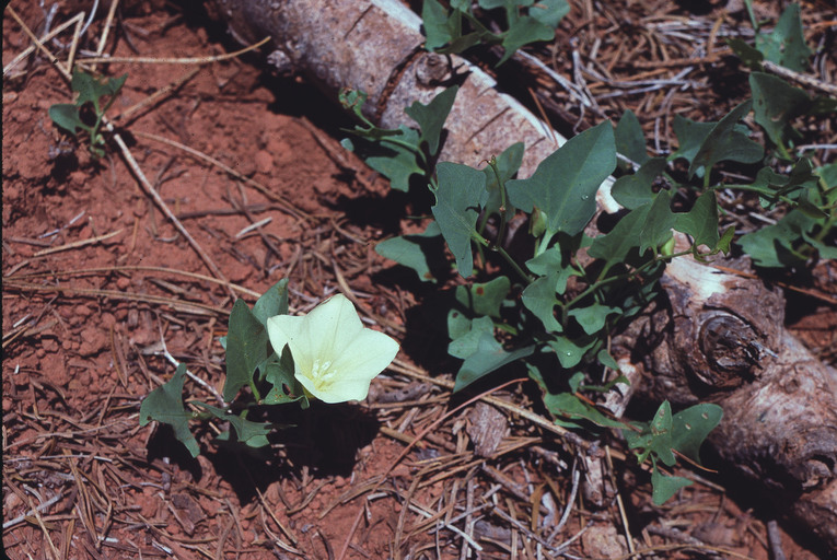 Calystegia atriplicifolia ssp. buttensis