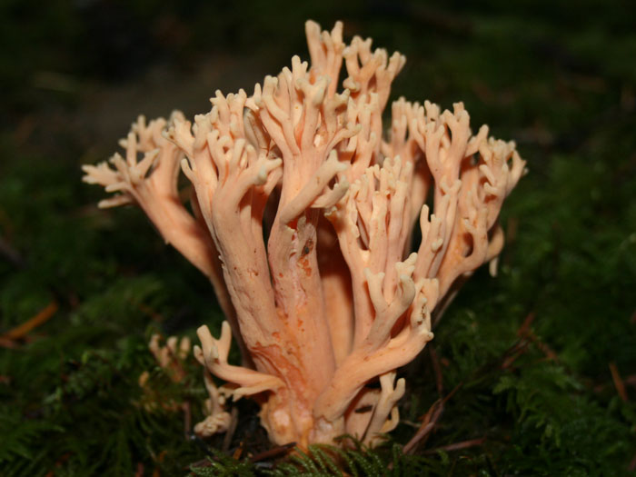 Ramaria formosa