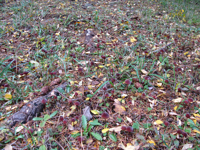 Marasmius plicatulus Marasmius plicatulus