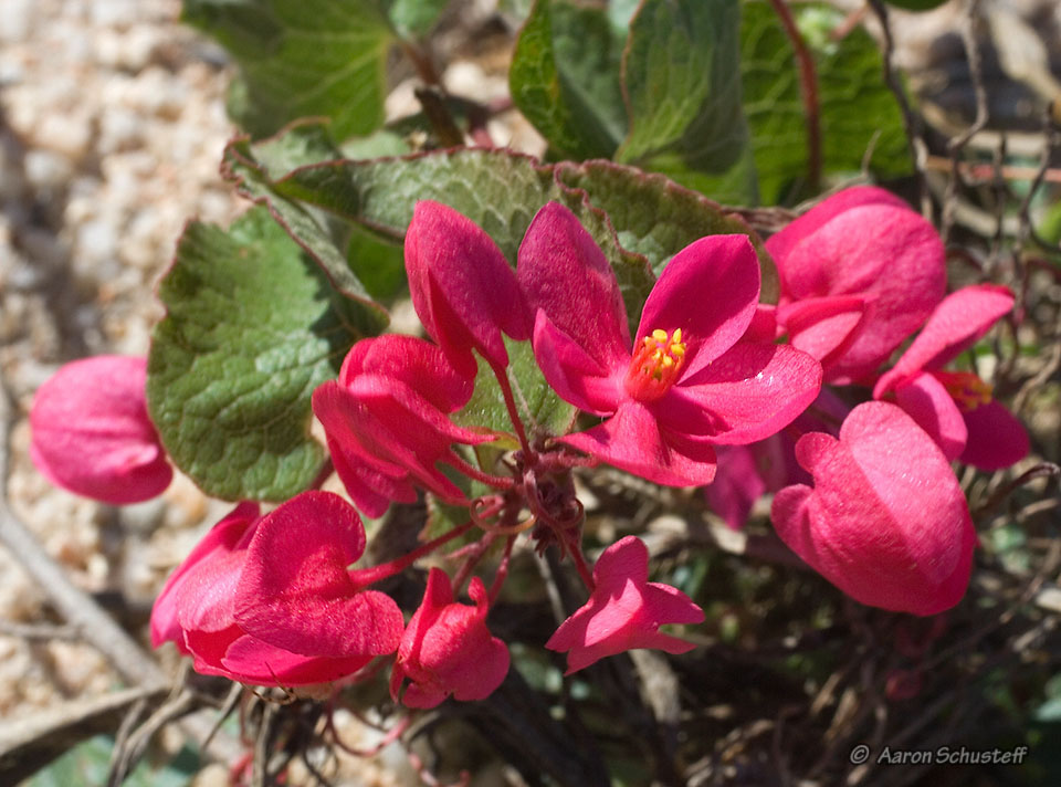Antigonon leptopus Antigonon leptopus