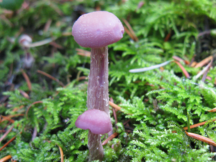 Laccaria amethysteo-occidentalis Laccaria amethysteo-occidentalis