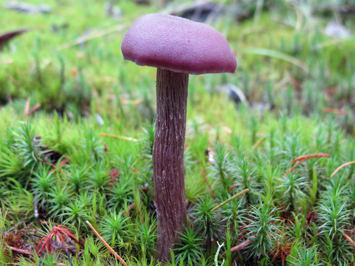 Laccaria amethysteo-occidentalis Laccaria amethysteo-occidentalis