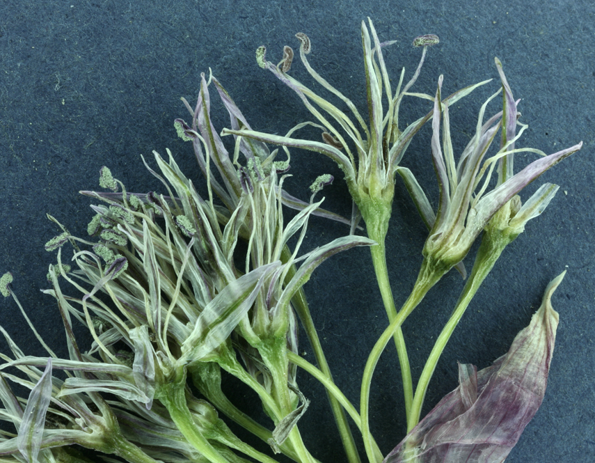 Allium anceps