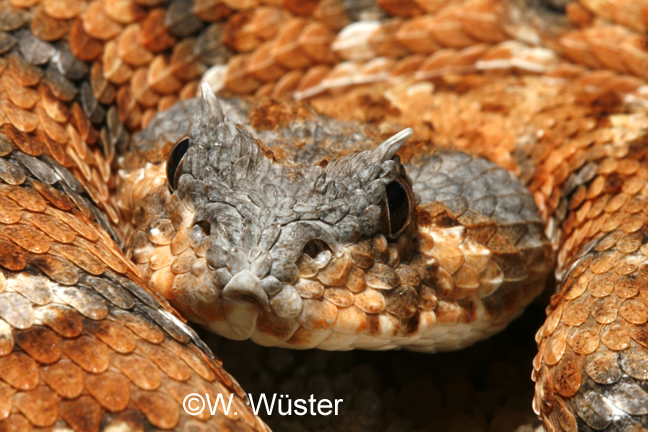 Bitis caudalis Bitis caudalis