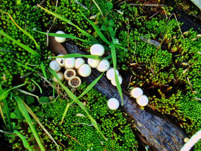 Nidula candida Nidula candida