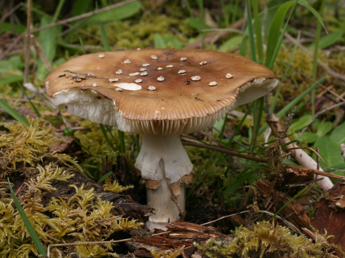 Amanita pantherina Amanita pantherina