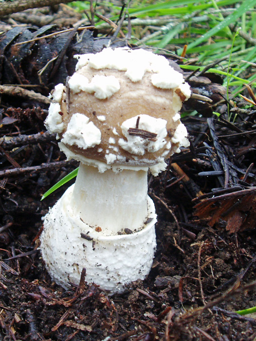 Amanita pantherina Amanita pantherina