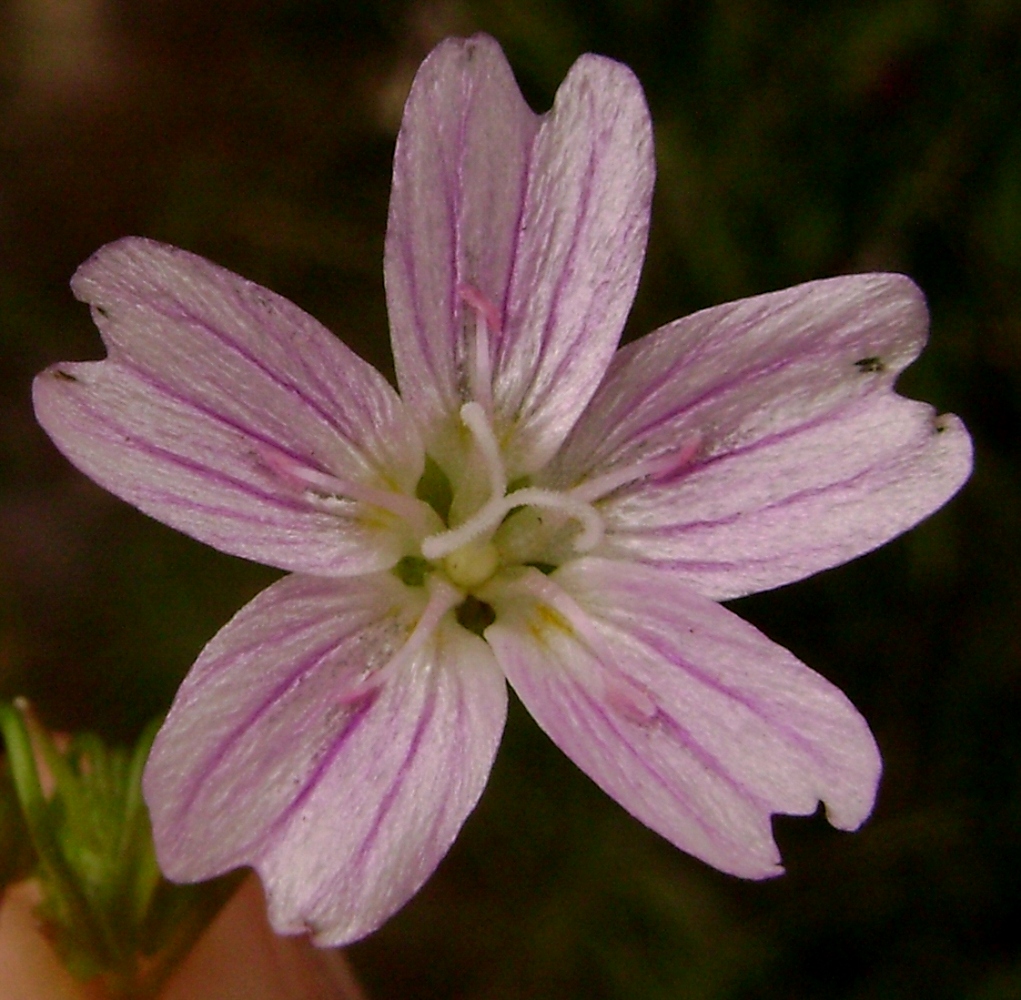 Claytonia sibirica