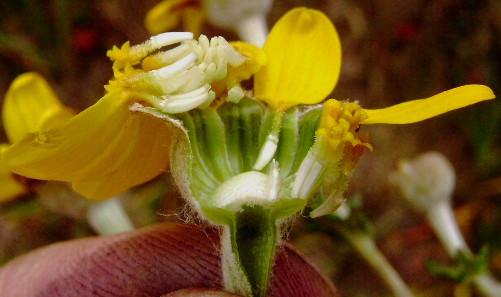 Eriophyllum lanatum var. arachnoideum Eriophyllum lanatum var. arachnoideum