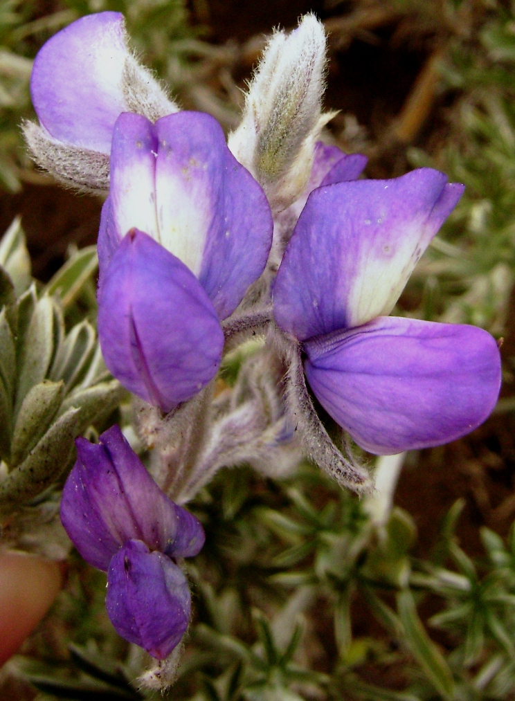 Lupinus tidestromii Lupinus tidestromii