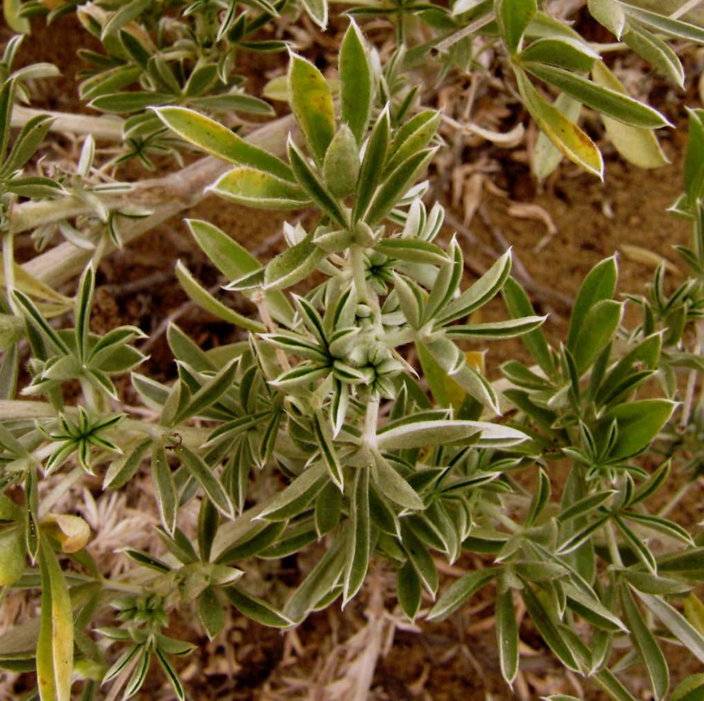 Lupinus tidestromii Lupinus tidestromii