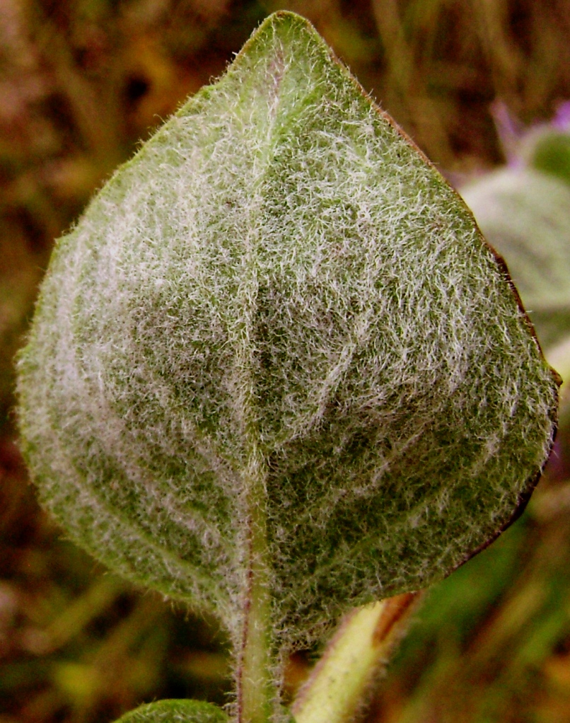 Monardella villosa ssp. franciscana