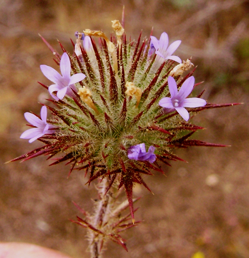 Navarretia squarrosa