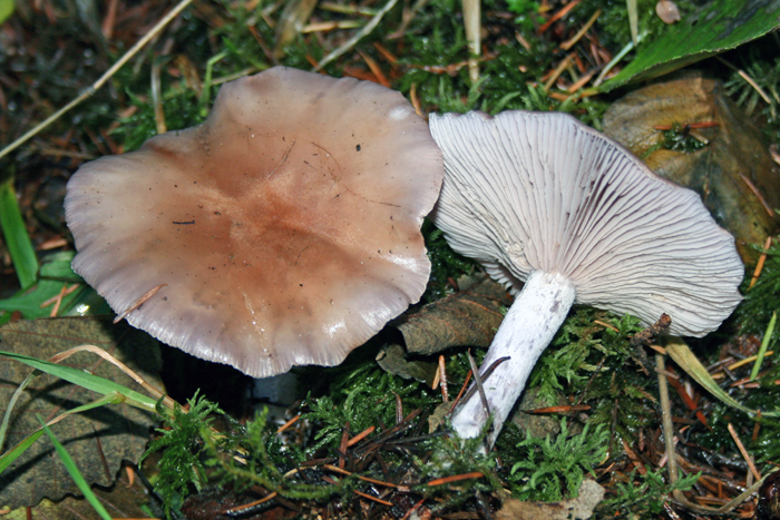 Lepista nuda Lepista nuda