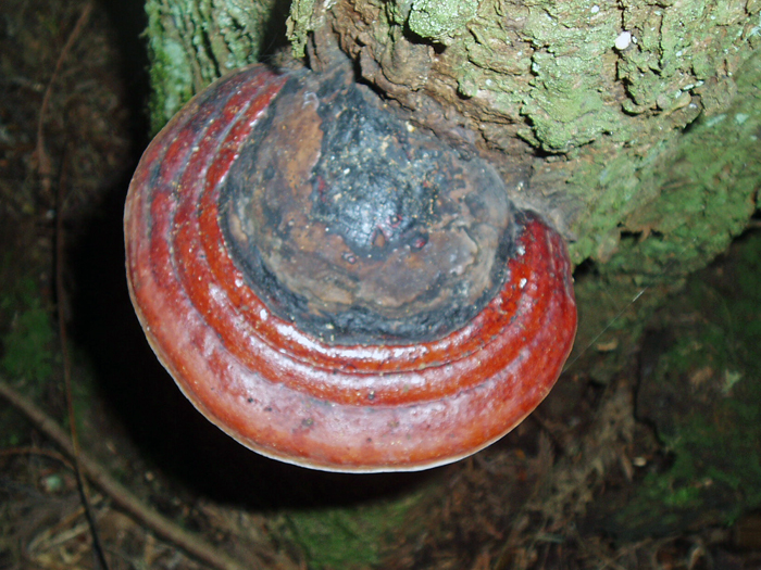 Fomitopsis pinicola Fomitopsis pinicola