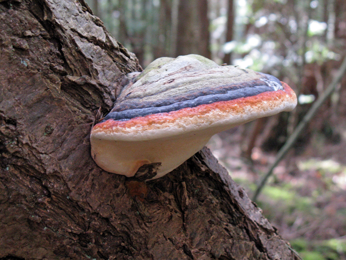 Fomitopsis pinicola Fomitopsis pinicola