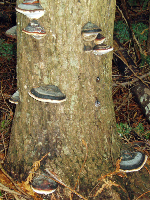 Fomitopsis pinicola
