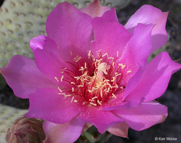 Opuntia basilaris var. basilaris