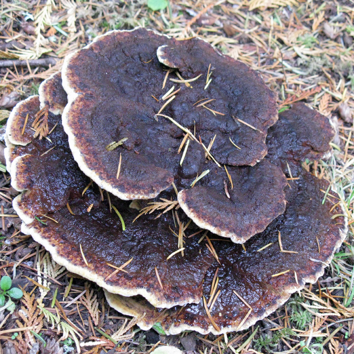 Phaeolus schweinitzii