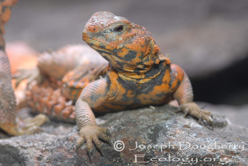 Uromastyx geyri Uromastyx geyri