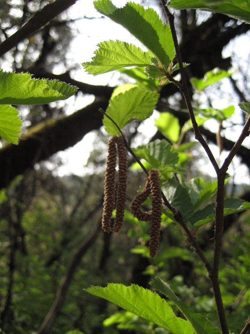 Corylus cornuta