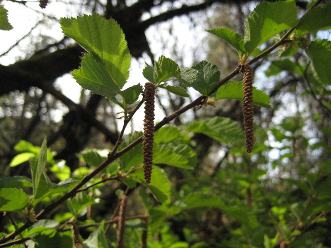 Corylus cornuta