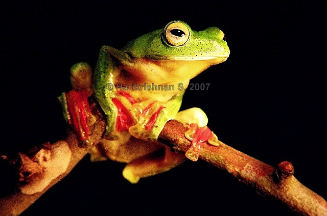 Rhacophorus malabaricus Rhacophorus malabaricus